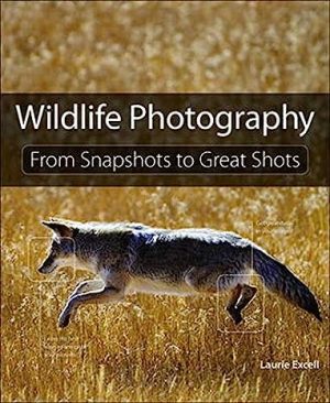 Wildlife Photography From Snapshots to Great Shots